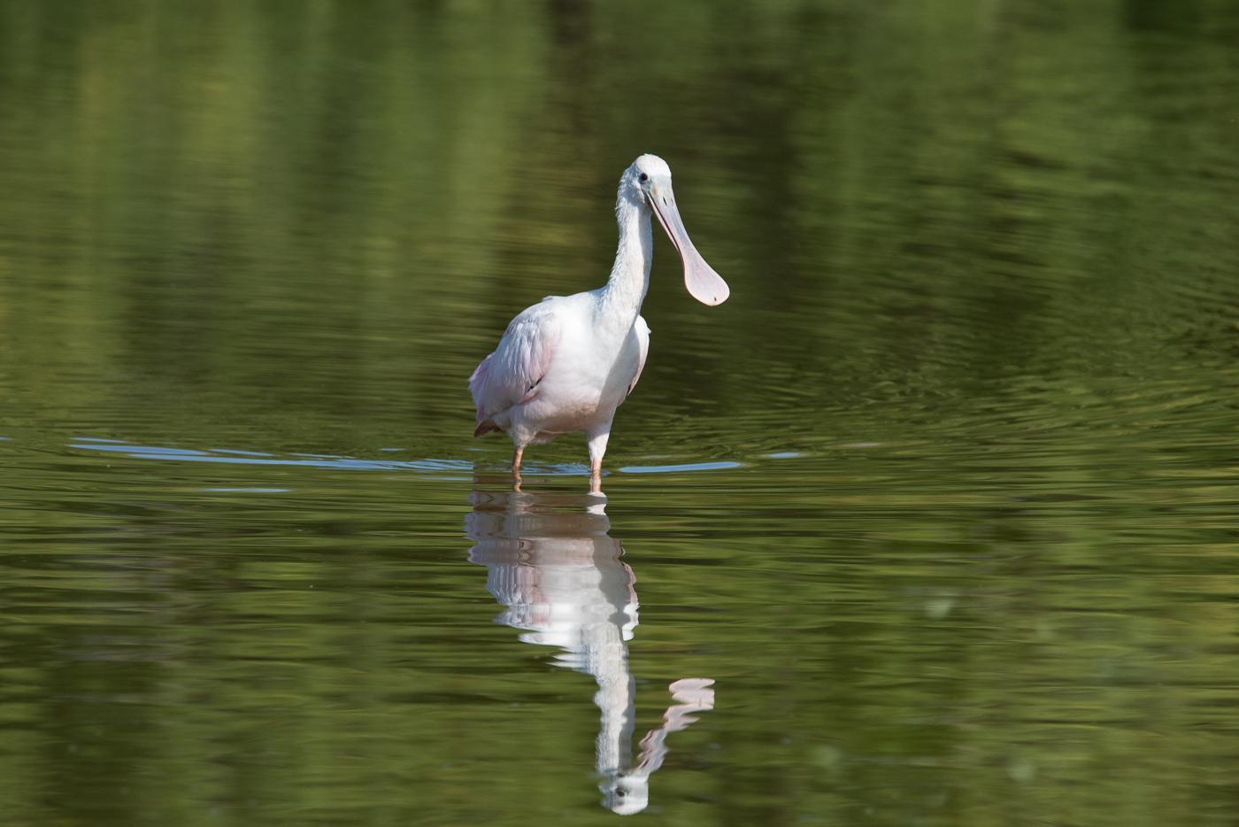 Roseate Spoonbill by Phyllis Peterson
