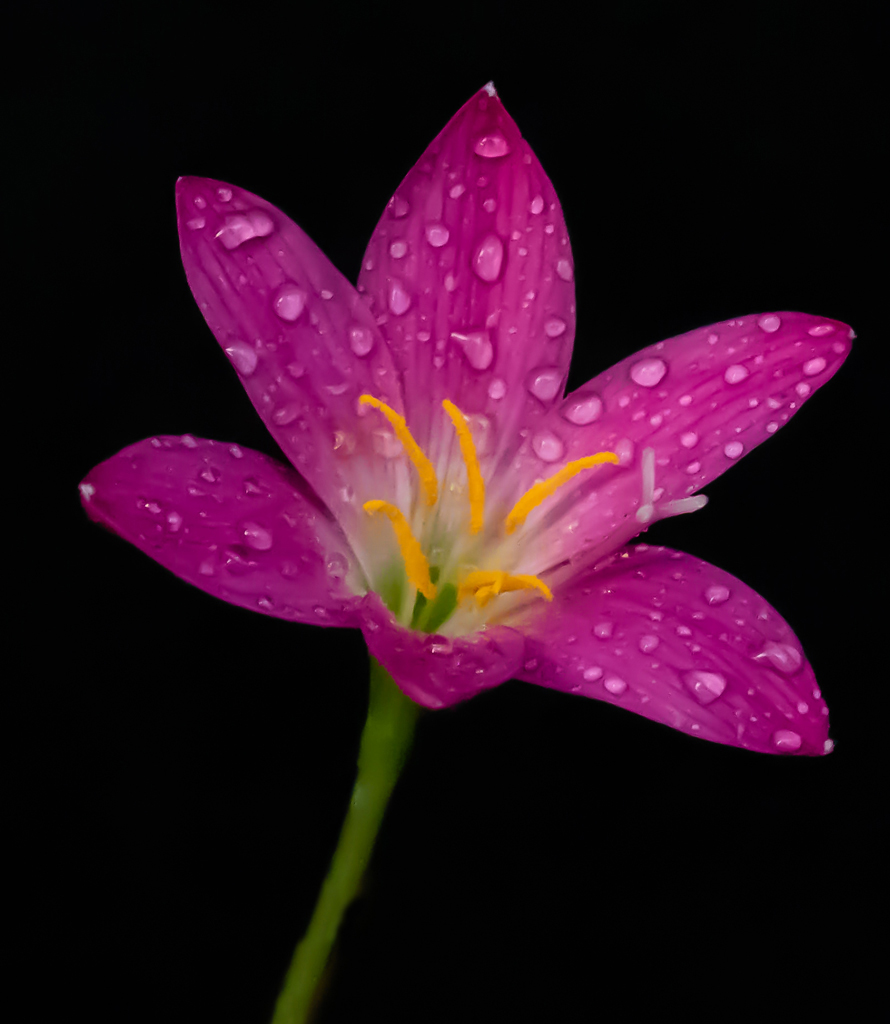 Rain Lily by Don MacKenzie
