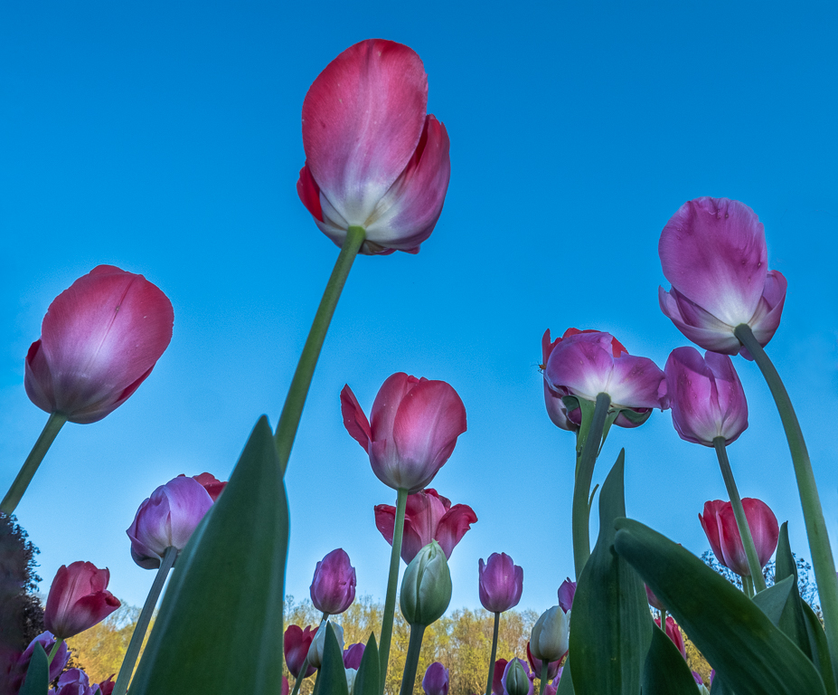 Tulips - A Worm's Eye View by David Terao