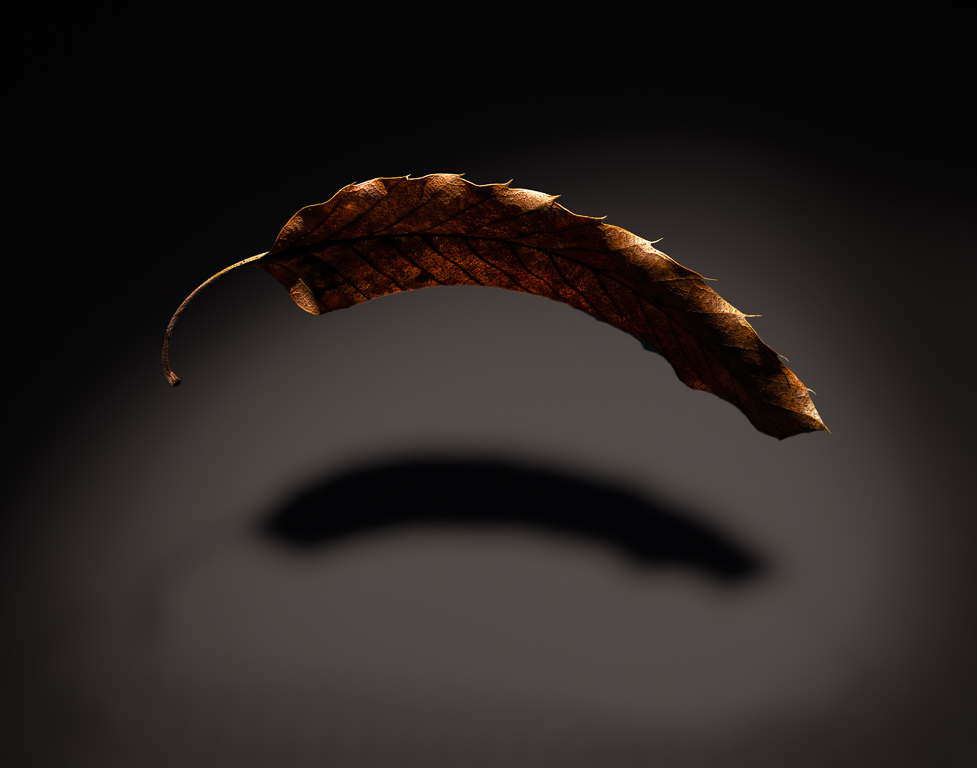 Spiky Leaf by David Terao