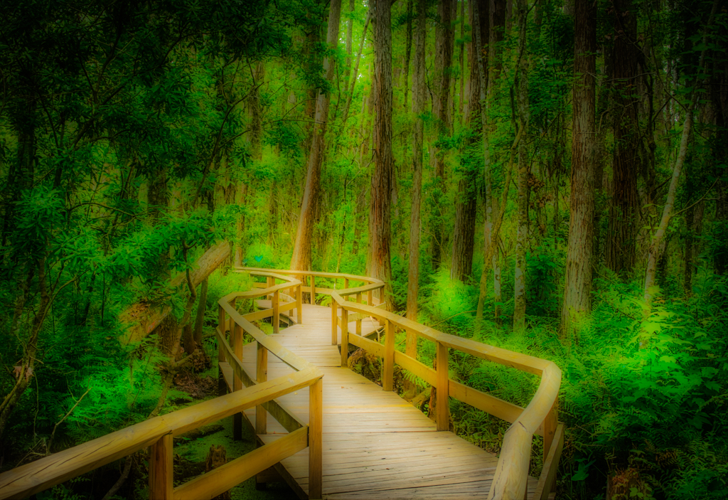 Gatorland Swamp Walkway by Jeffrey Klug, APSA