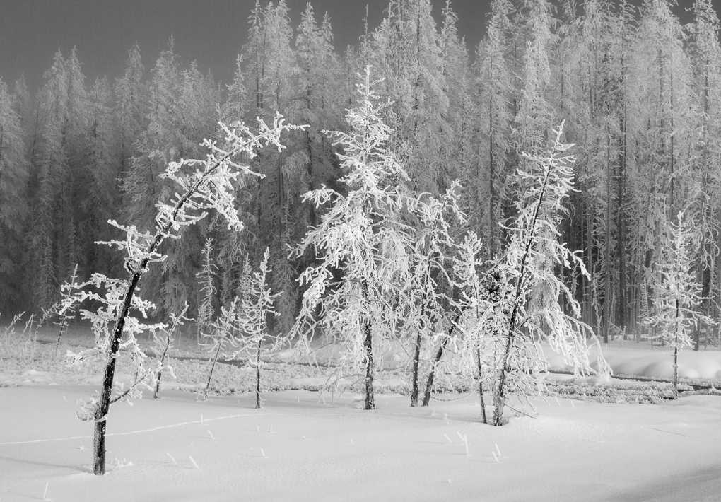 Yellowstone Winter Trees by Adrian Binney, PPSA, LRPS