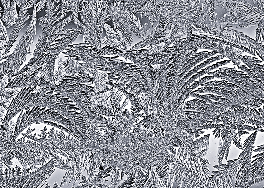 Feathers of Winter by Albert Zabin