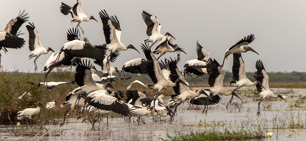 WOOD STORKS by Stanley Selkow