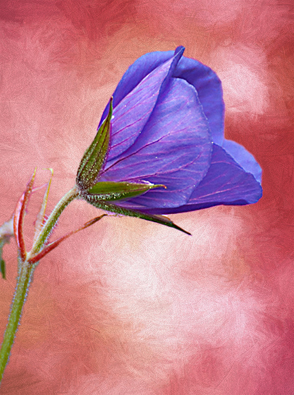 Comment Image