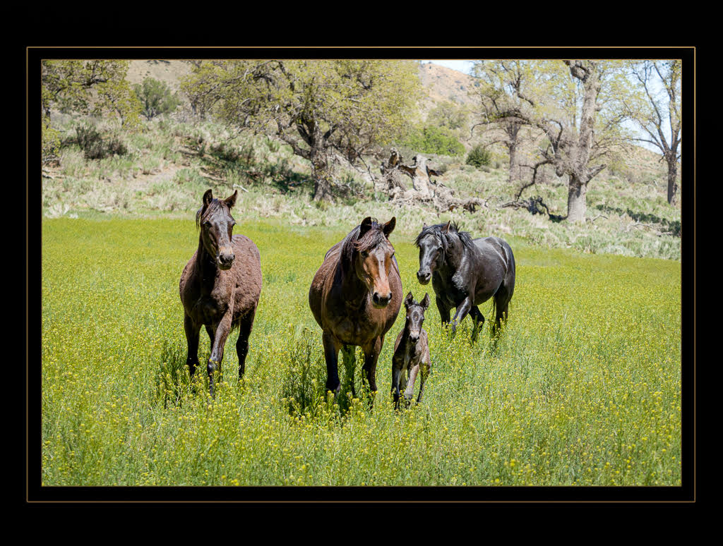 WILD HORSES OF OAK CREEK by Lloyd Delaney