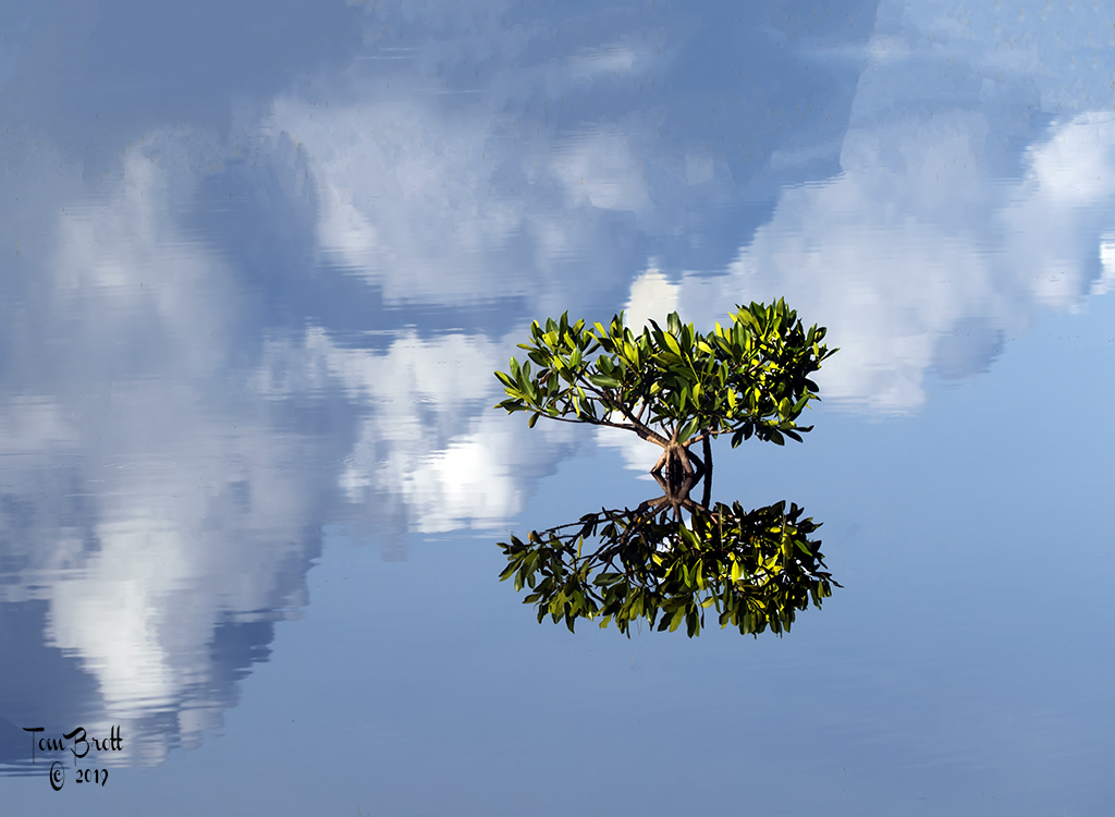 Red Mangrove - The Birth of an Island - Everglades National Park by Tom Brott