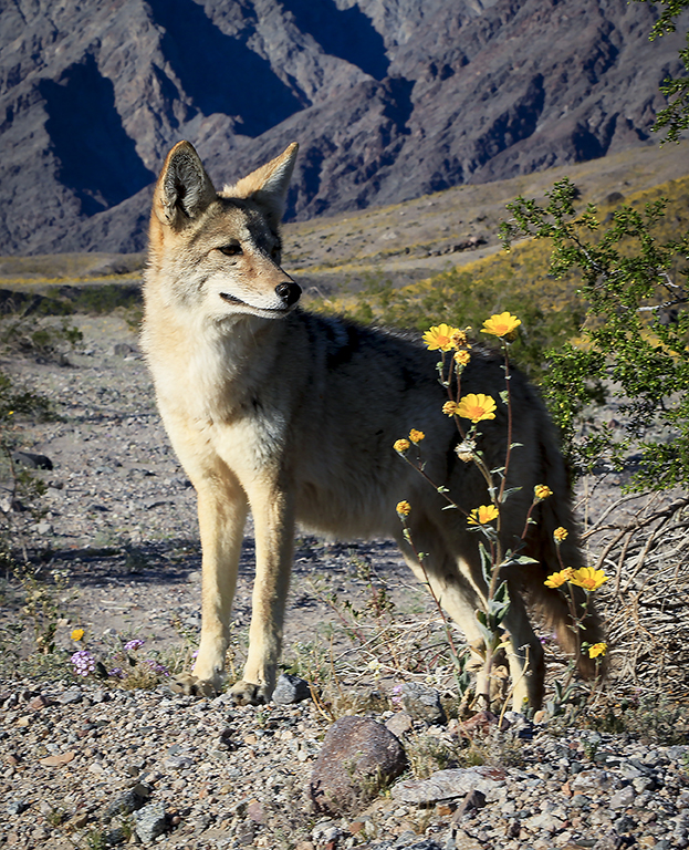 Death Valley Coyote by Joan Goddard