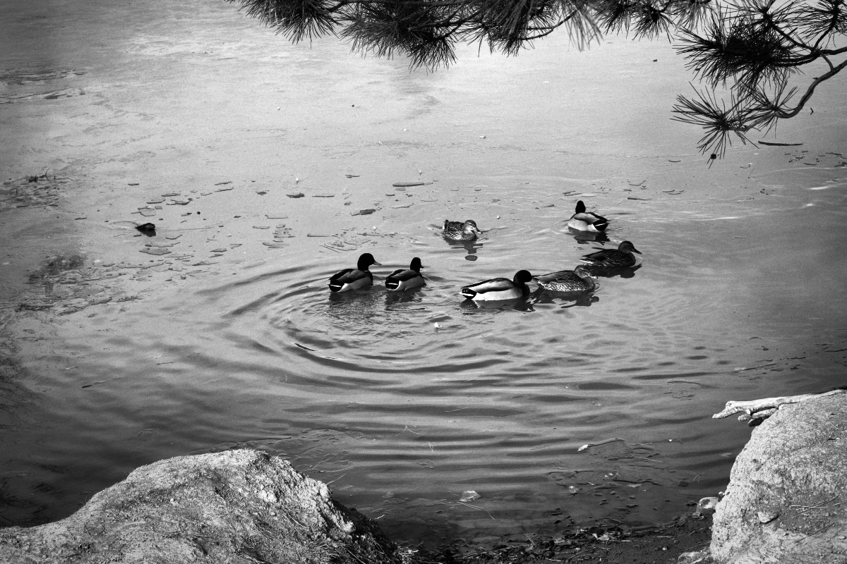 Ducks by Chuck Carstensen