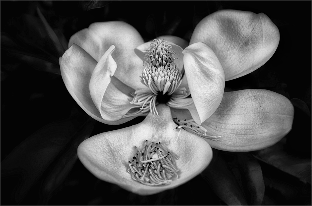 Magnolia Flower by Cindy Lynch