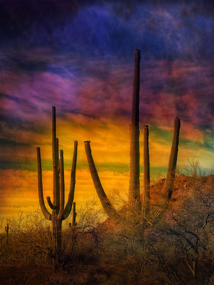 Color in the Desert by Dave Edwards