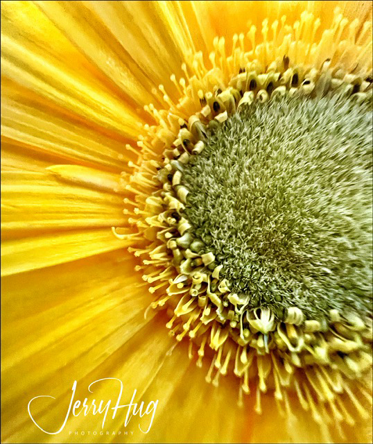 iPhone Macro of Small Yellow Flower by Jerry Hug