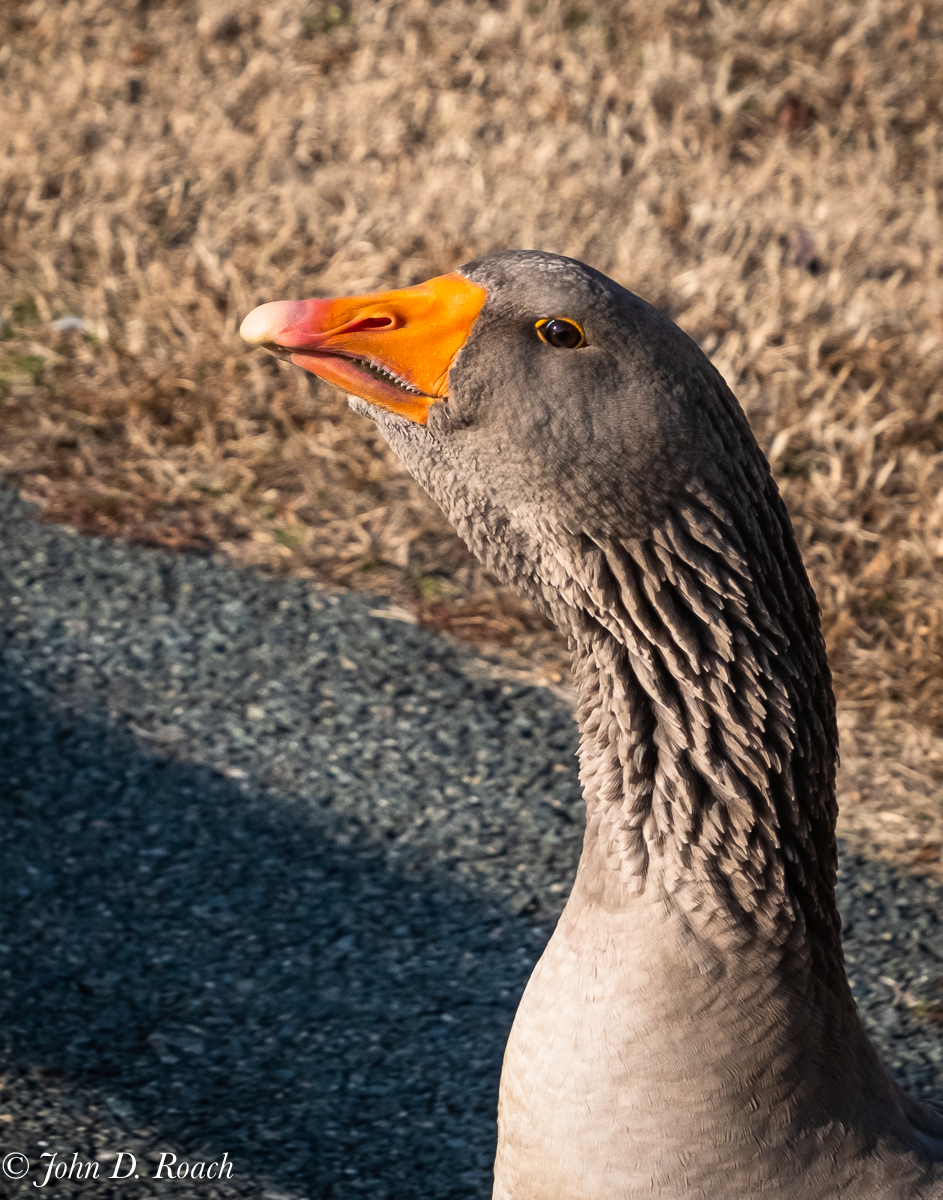 Portrait of a Goose by John Roach