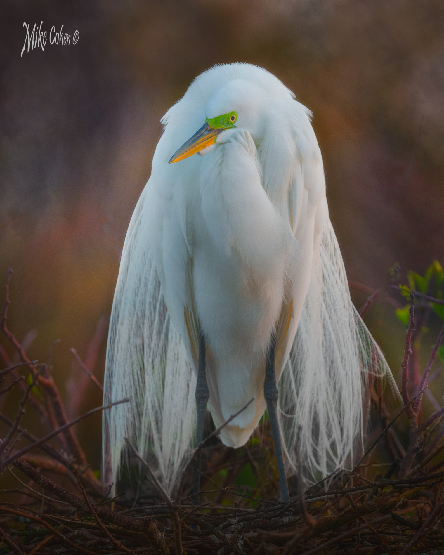 Great Egret Portrait by Mike Cohen