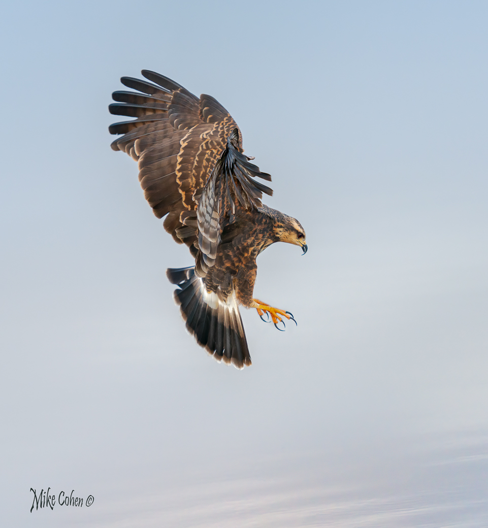 Snail Kite by Mike Cohen
