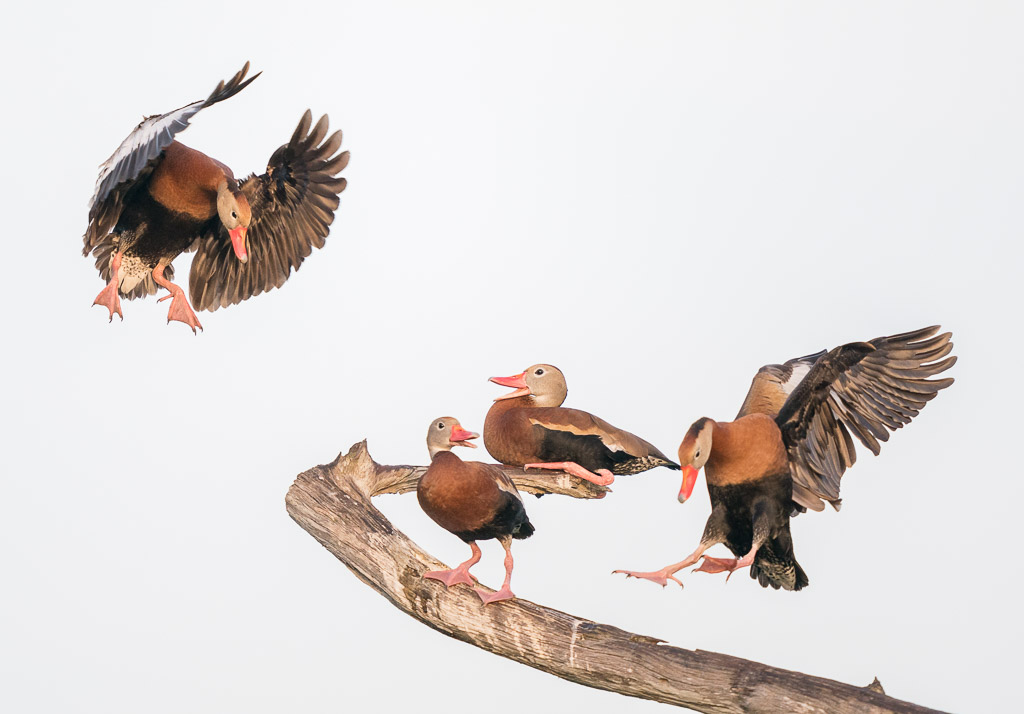 Whistling Ducks on a Branch by Mike Cohen