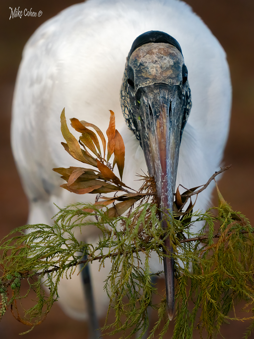 Wood Stork Present by Mike Cohen
