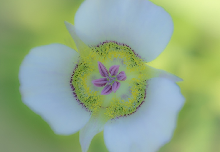 Mariposa Lily by Ally Green