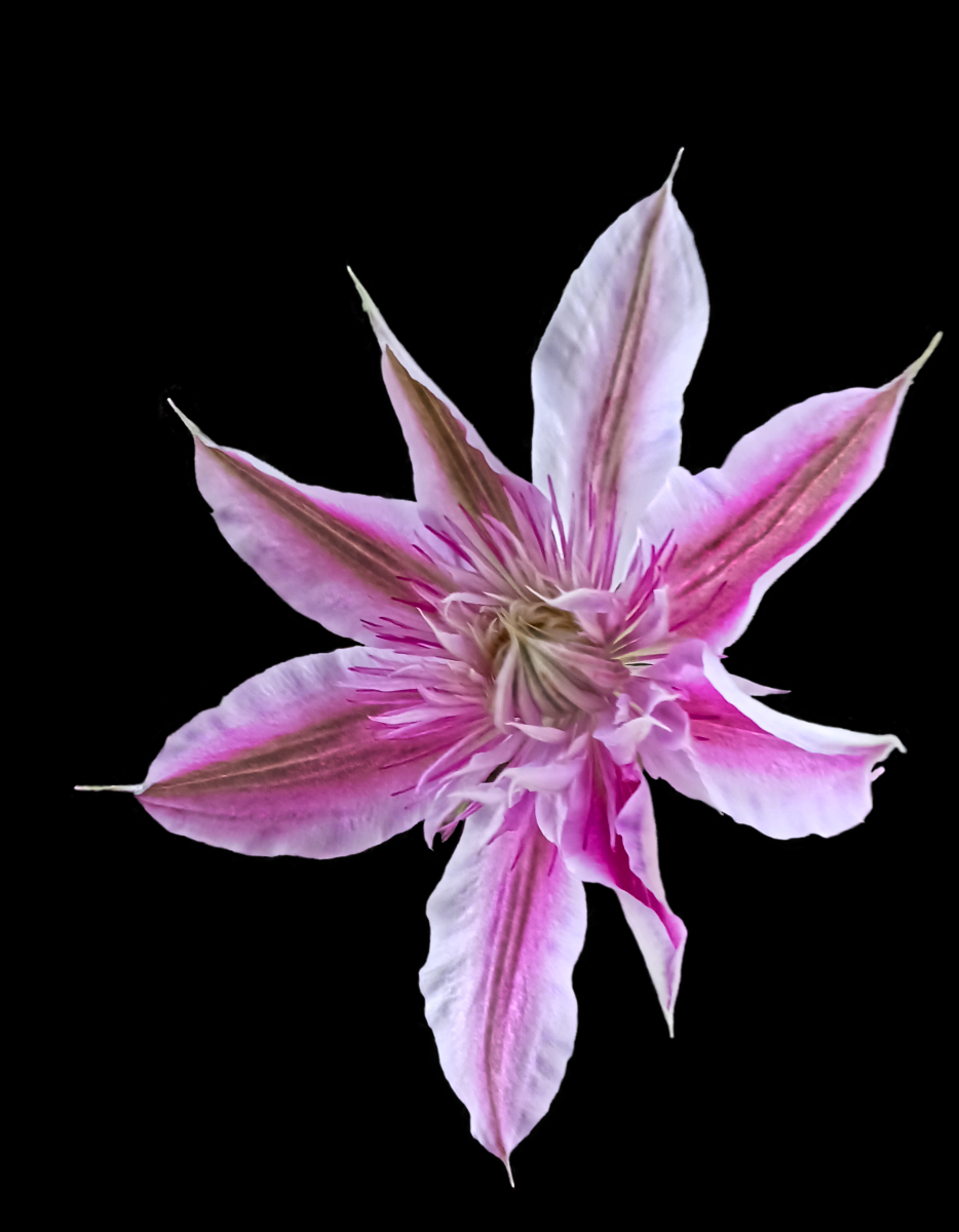 Clematis Blossom