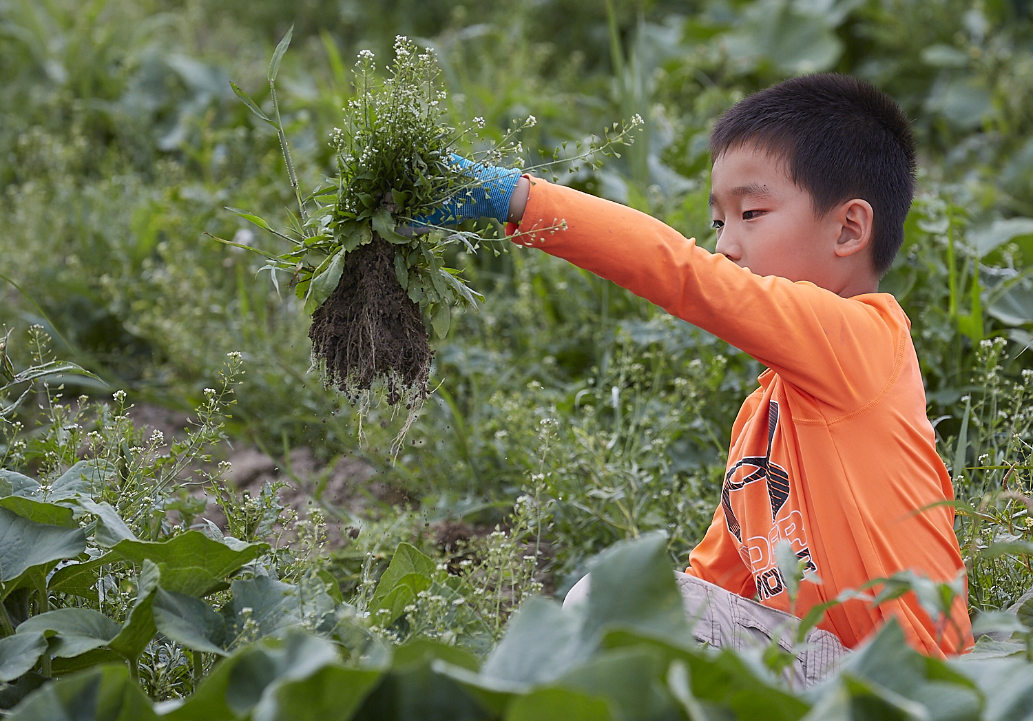 Weeding for FareStart by Dan DeVries