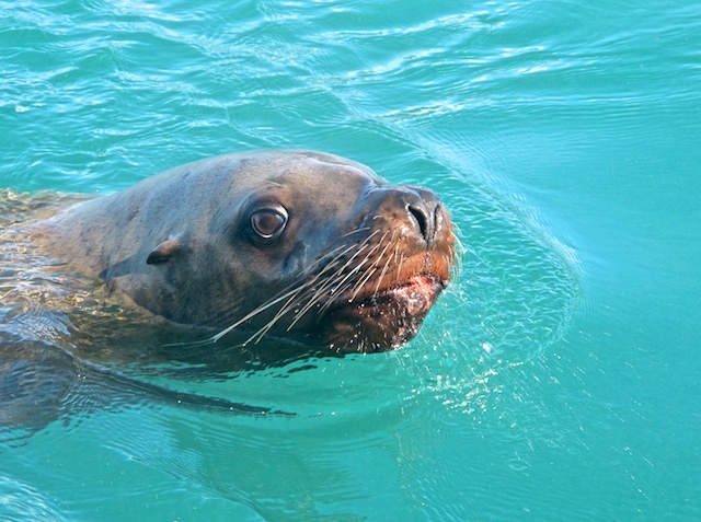 Alaska Seal by Marianne Shine