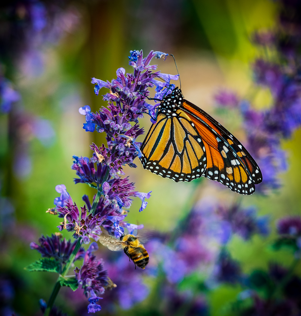 Monarch and the Bee by Matt Moses