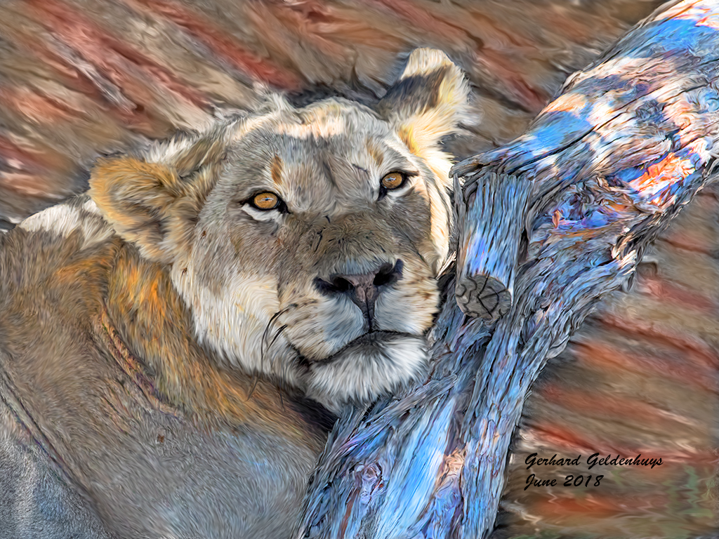 Lion Portrait by Gerhard Geldenhuys