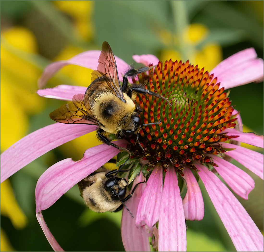 Bumble Bees on Cone Flower by Tom McCreary