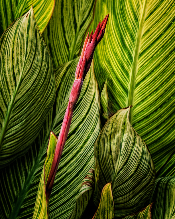 Canna Leaves by Cindy Lynch