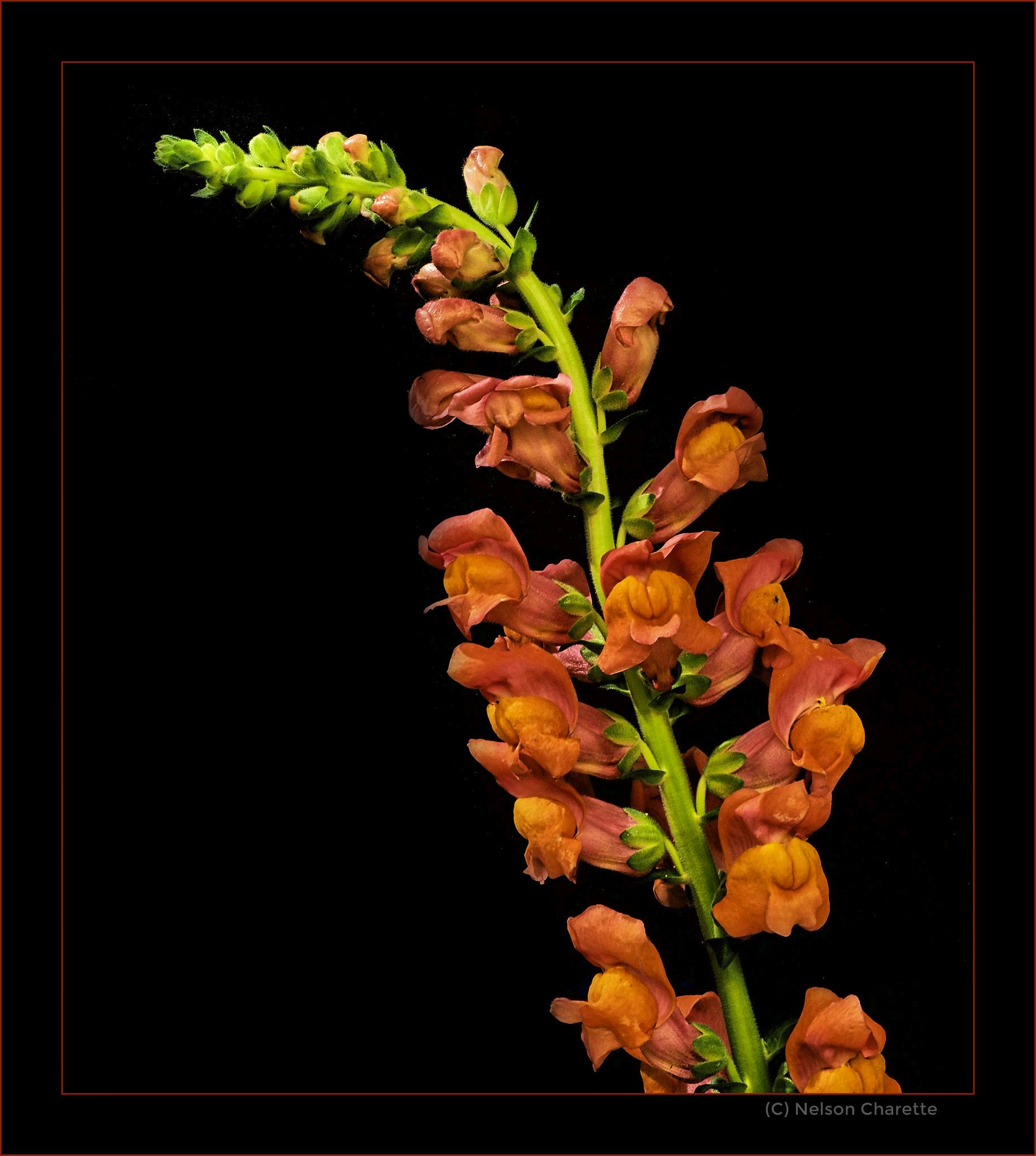 Snapdragon by Nelson Charette