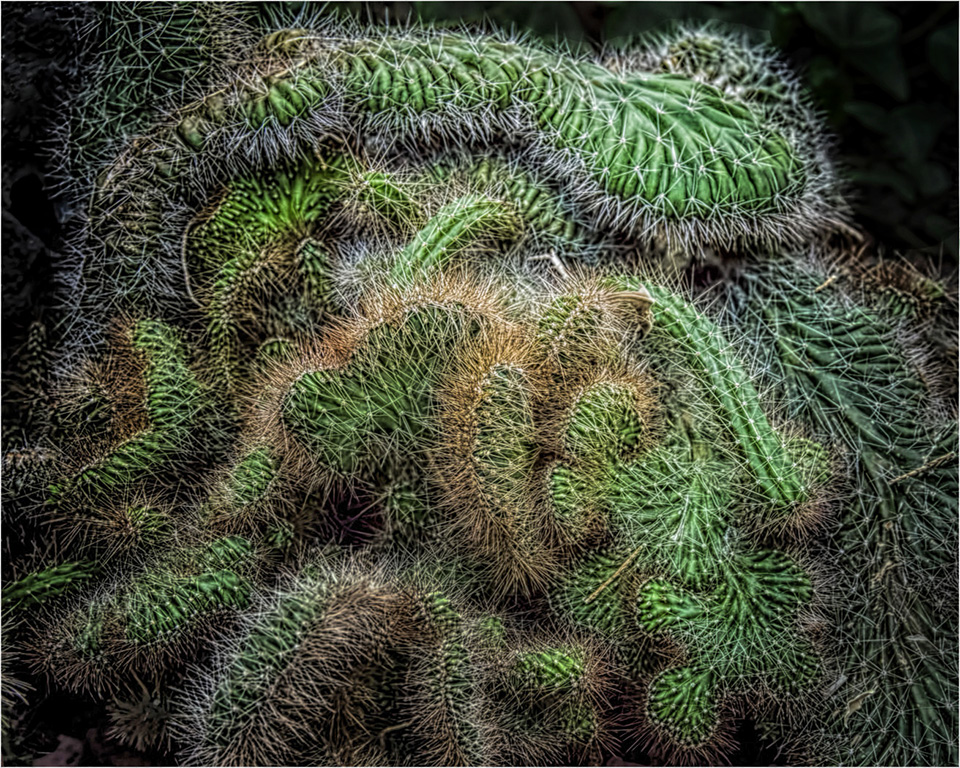Octopus Cactus by Cindy Lynch