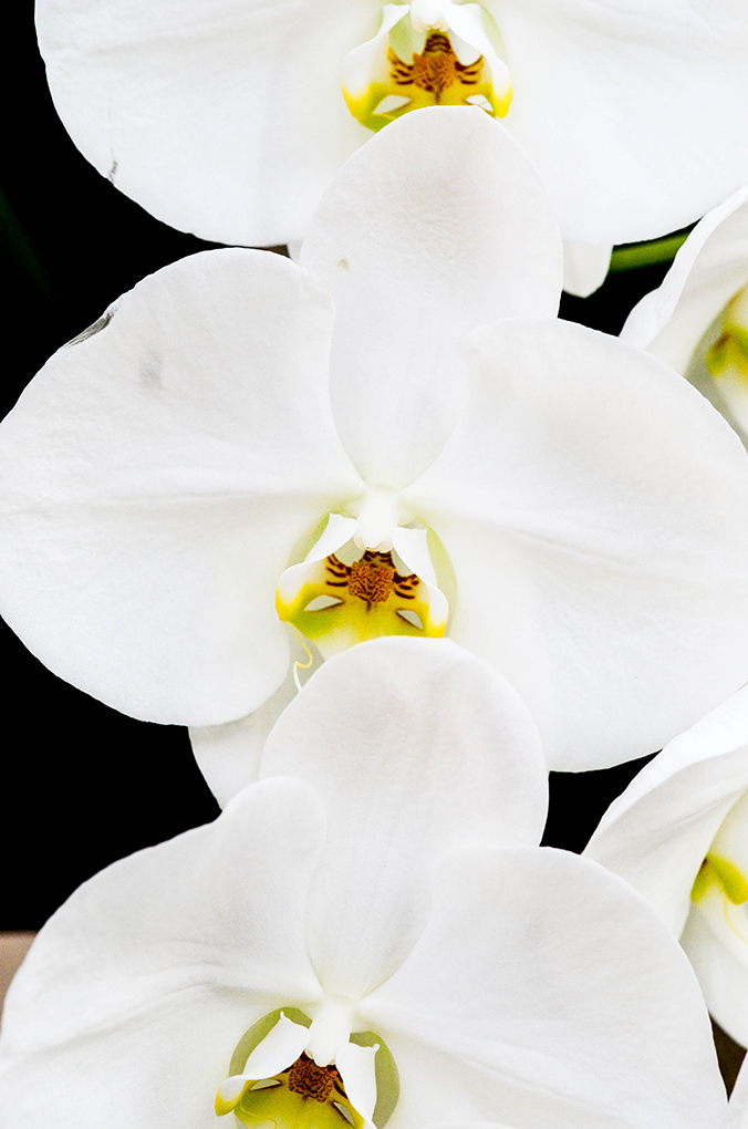 White Orchids by Jessica Manelis
