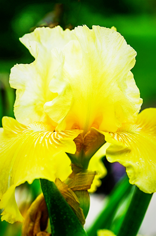 Yellow Iris by Jessica Manelis