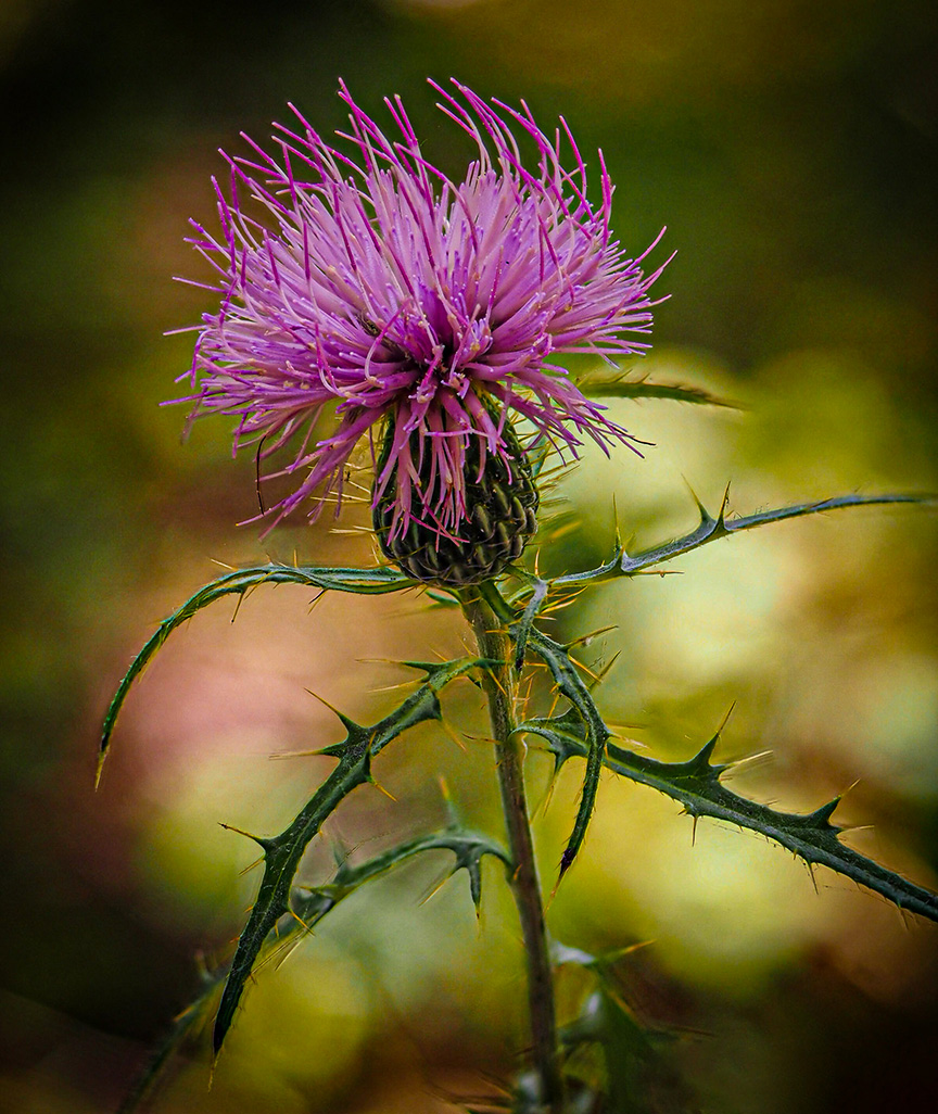 Pretty Weed by Nelson Charette