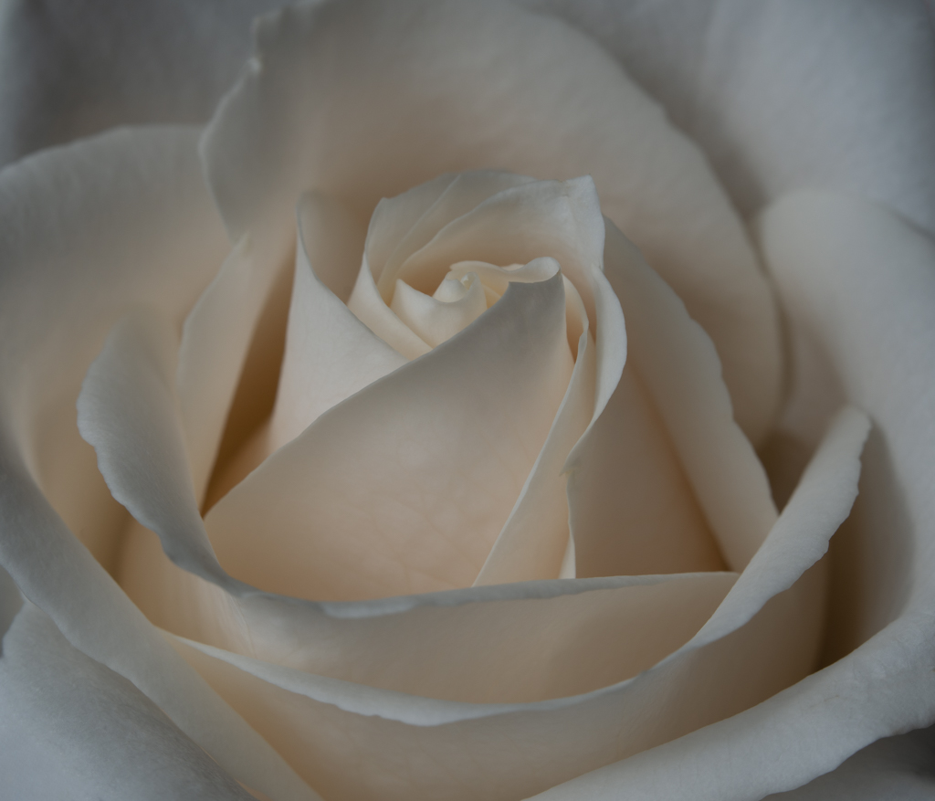 Cream Rose by Denise McKay