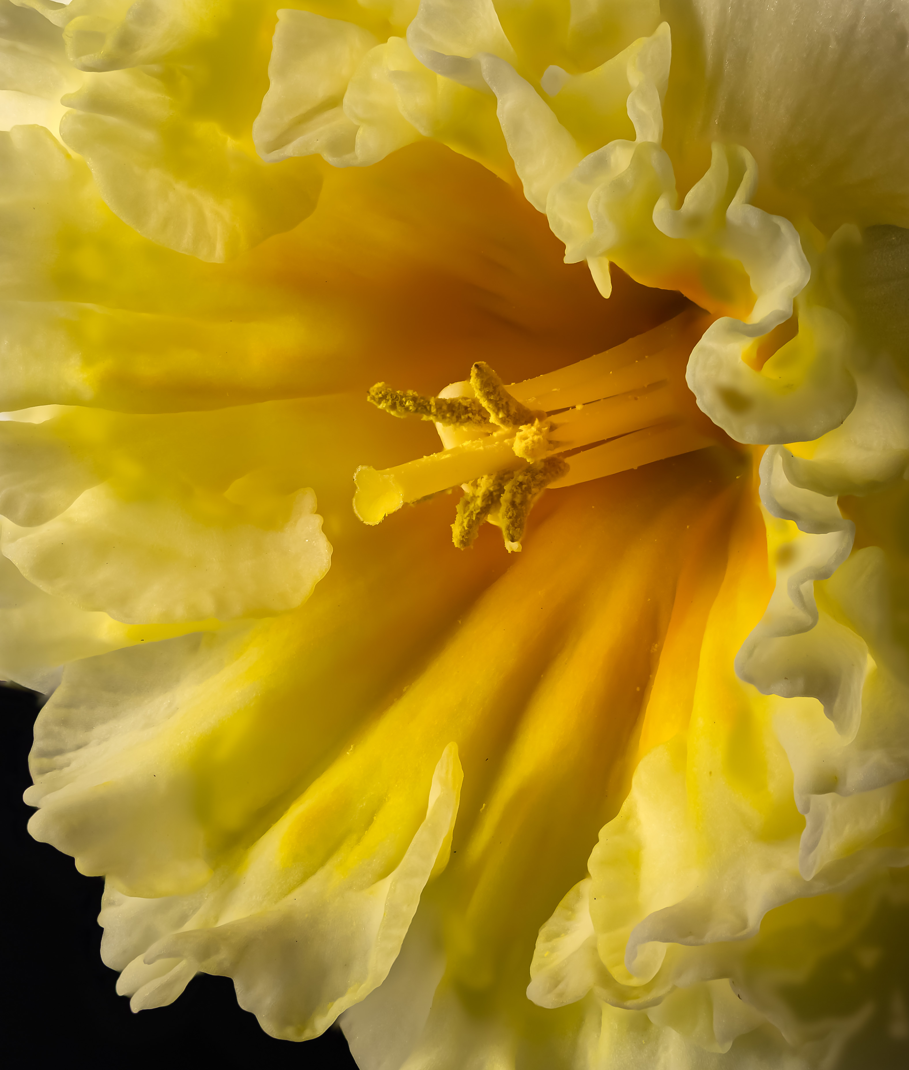 Daffodil Close-up by Doug Wolters
