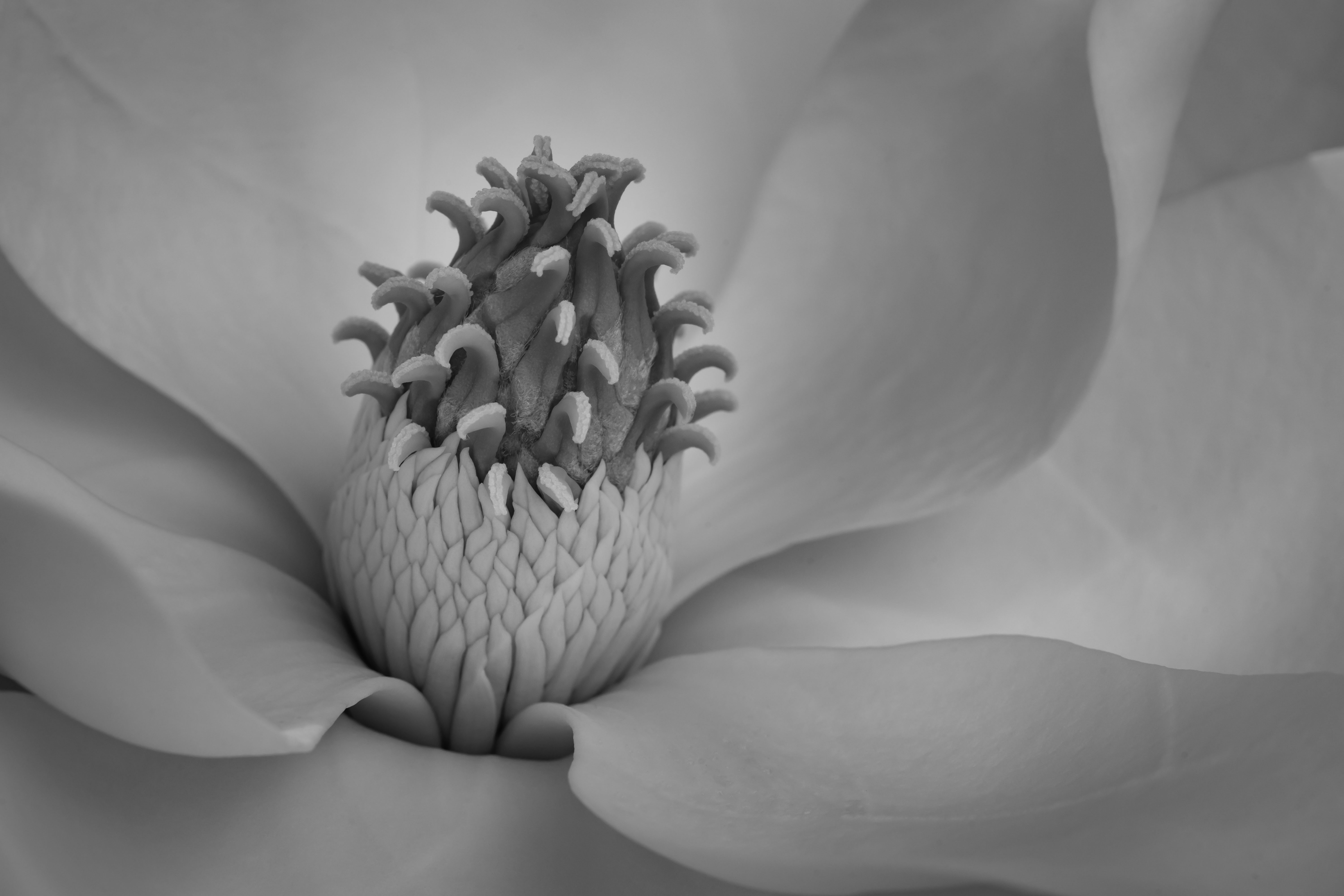 Magnolia by Denise McKay