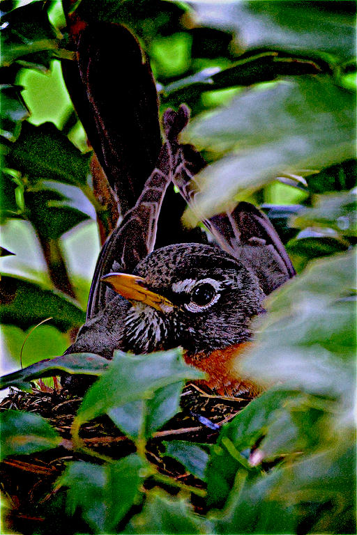 Nesting Robin by Lou Karcher