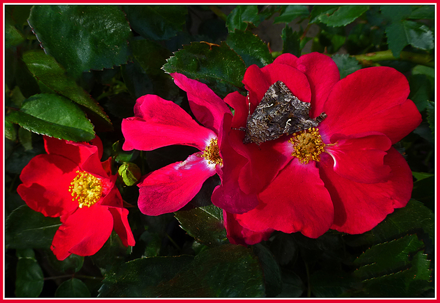 Hawk Moth on Red Roses by Shirley Ward, FPSA, EPSA