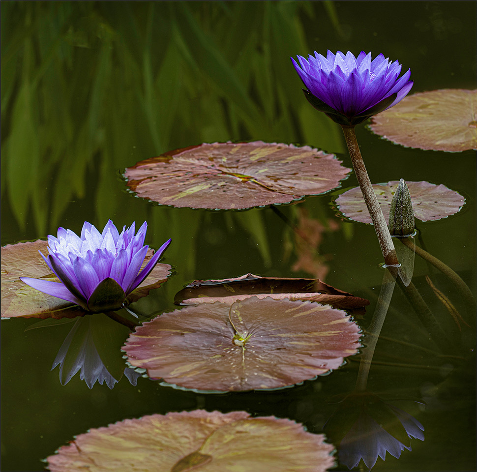 Lillies and Reflections by Linda M Medine