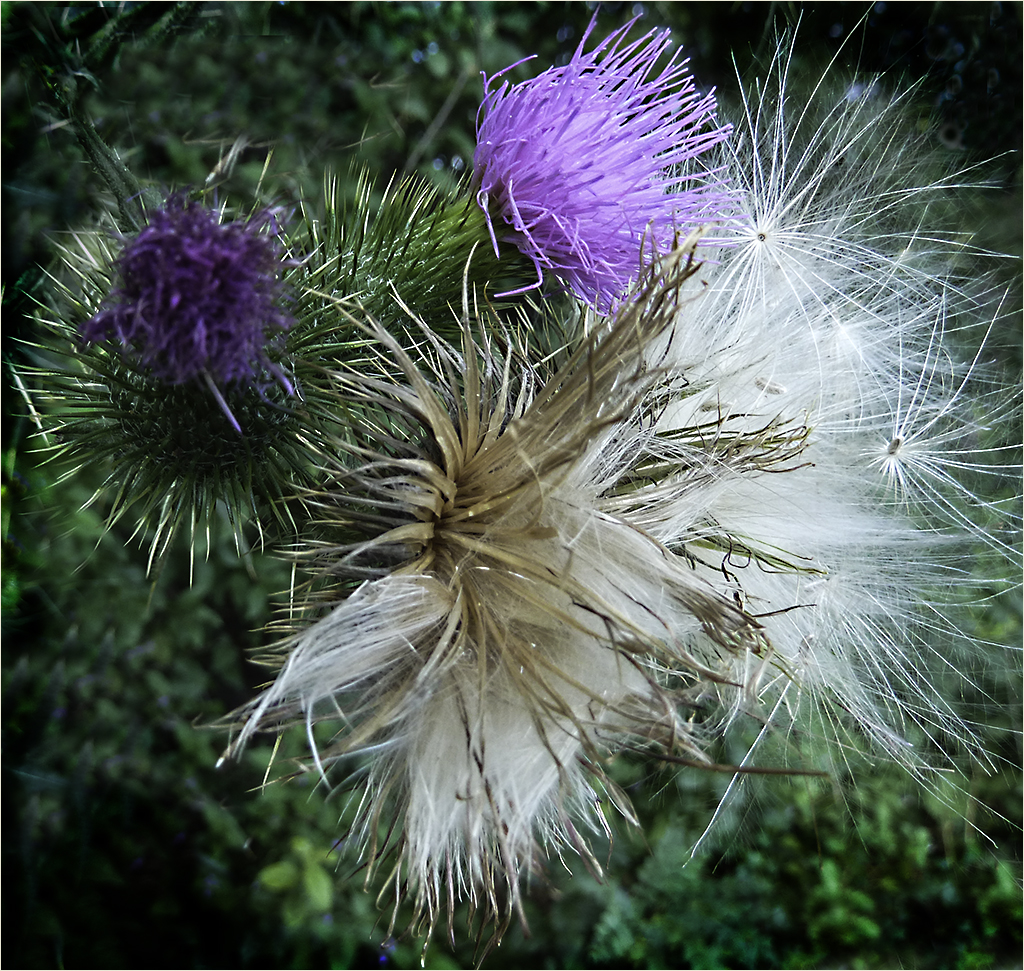 Thistle Birth, Life, and Death by Marti Buckely