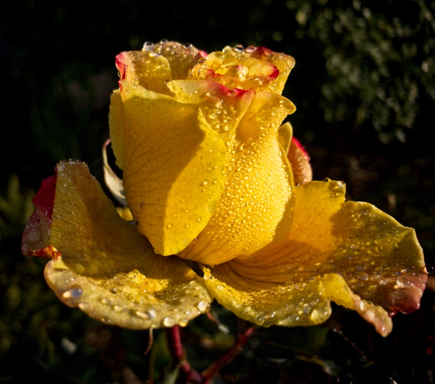 Yellow Rose by Gene Eckhardt