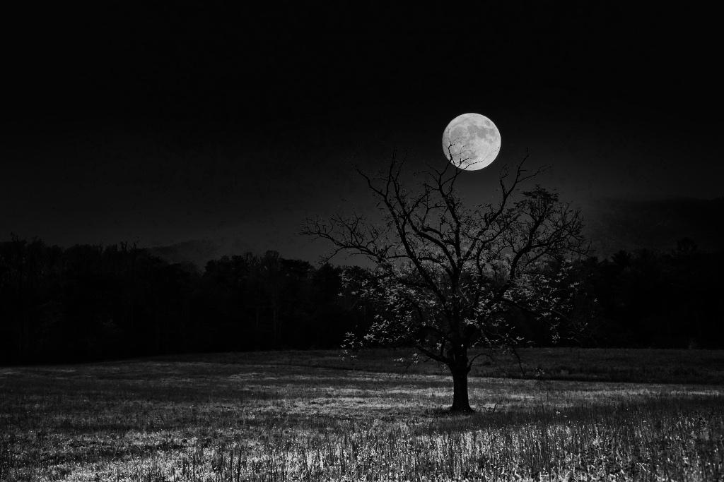 Moonshine by Bob Legg