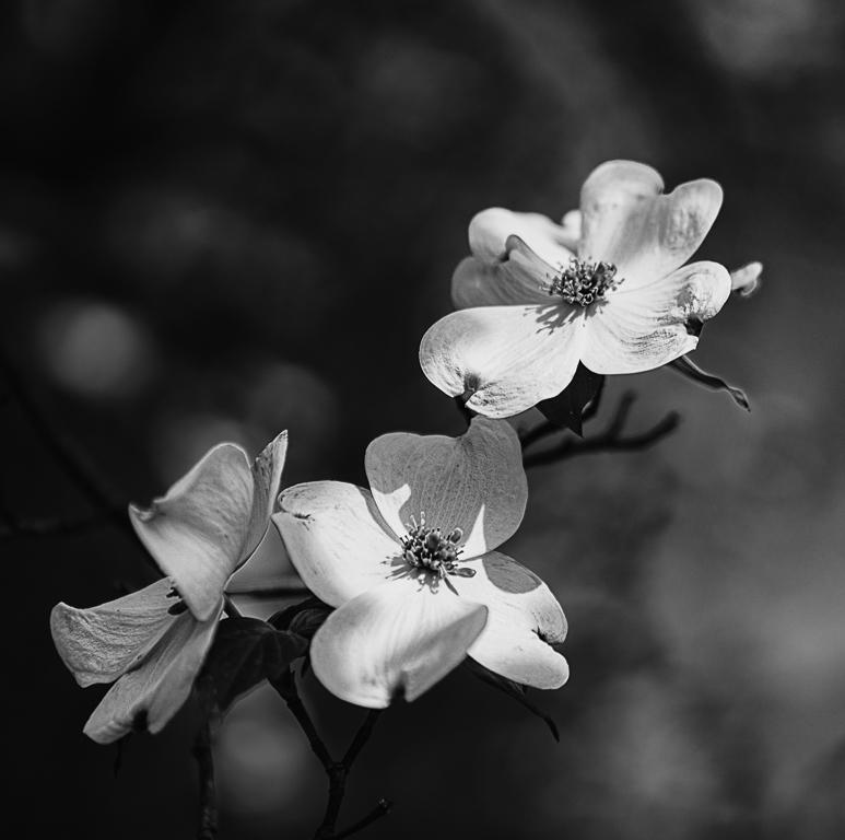 Dogwood Blossoms by Emil Davidzuk
