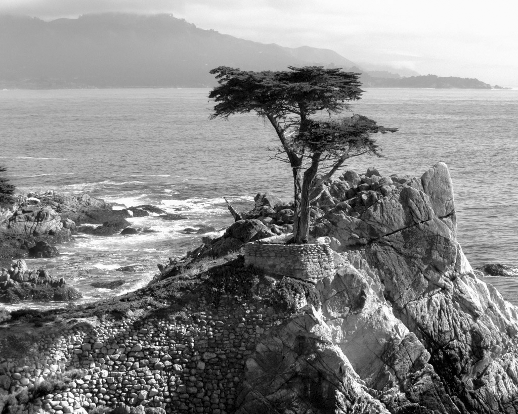Lone Cypress by LuAnn Thatcher