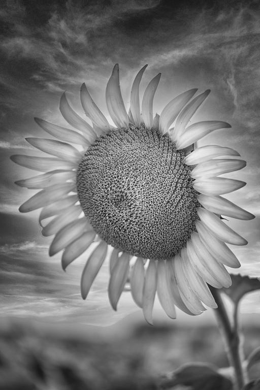 The Majestic Sunflower by Emil Davidzuk