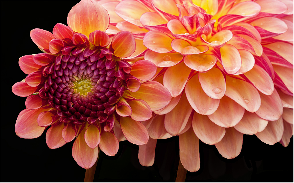 Dahlia by Murphy Hektner, APSA