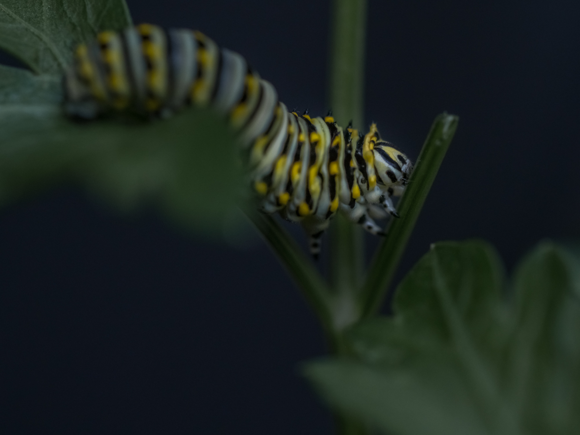 Caterpillar by Rosangela Silva