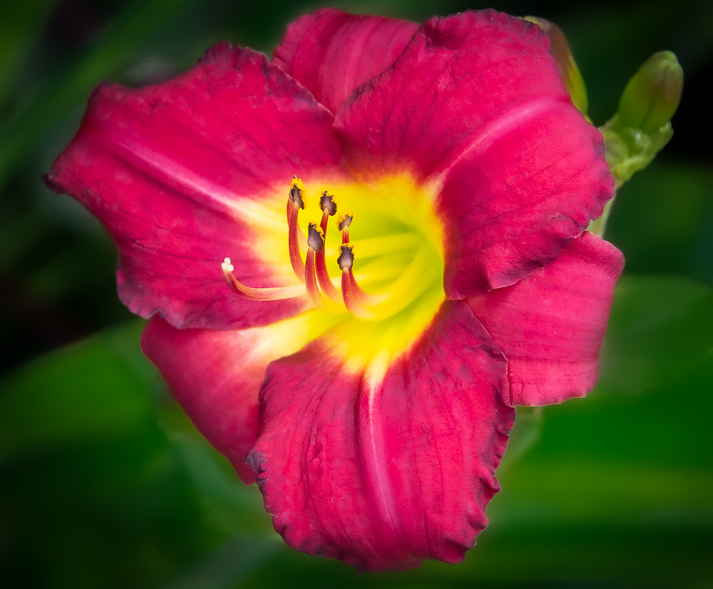 Red & Yellow Lilly by Patrick Lynch