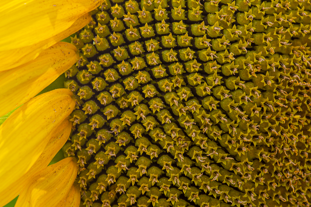 Sunflower by Patrick Lynch